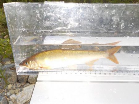 美山鮎9 高水・ささ濁りでも釣れる