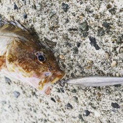 またまたまたしてもカワハギ