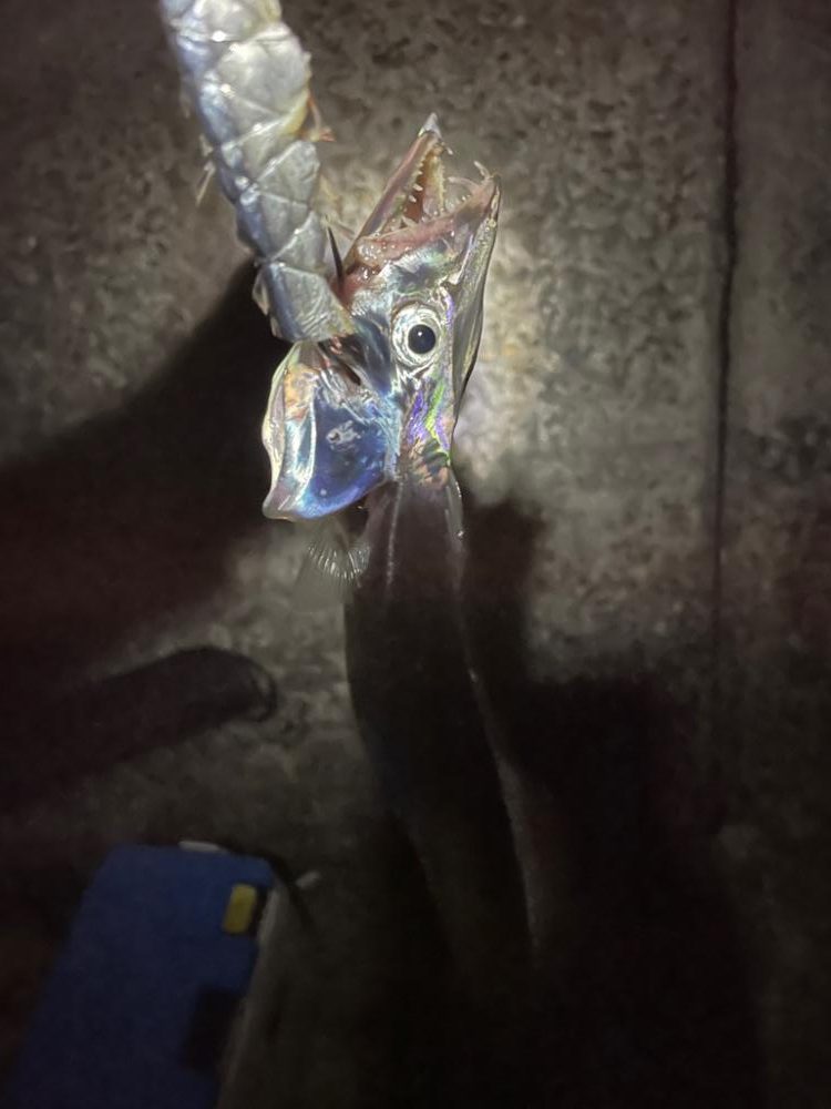 太刀魚釣りに行きました