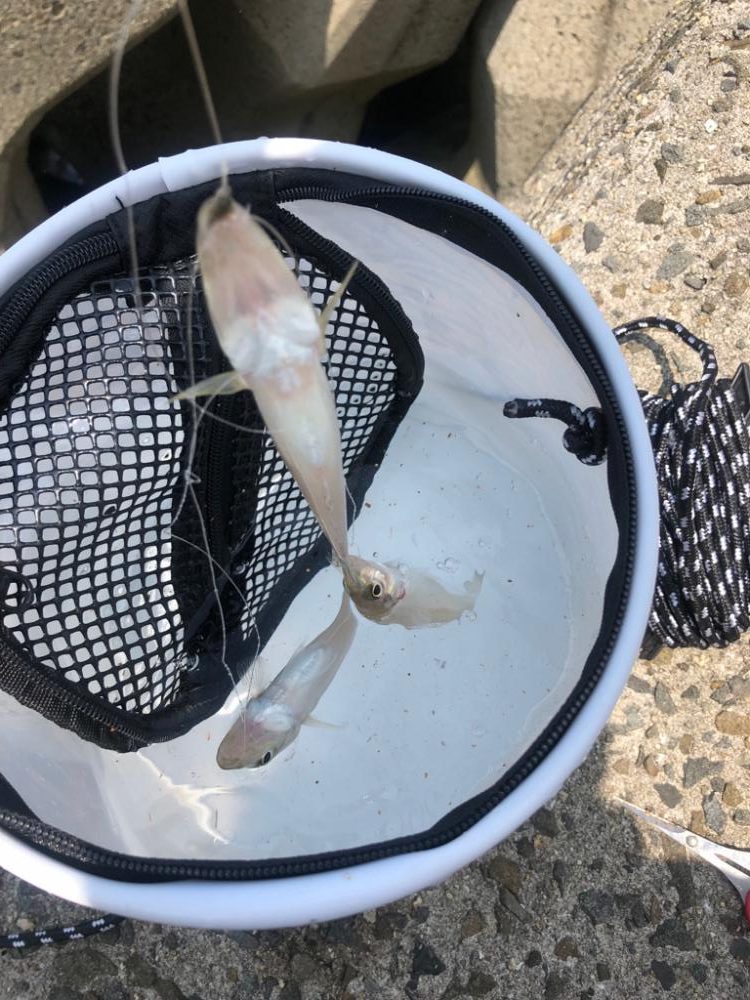 泉南キス ベストシーズンインザサン