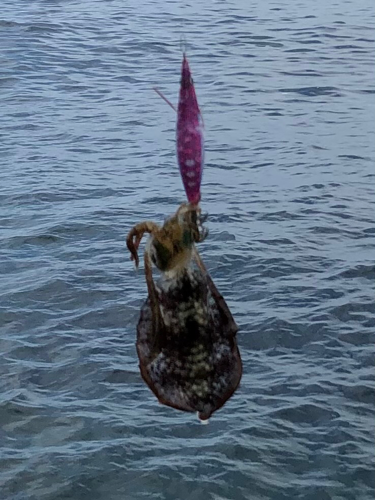 新子の沖漬けに挑戦