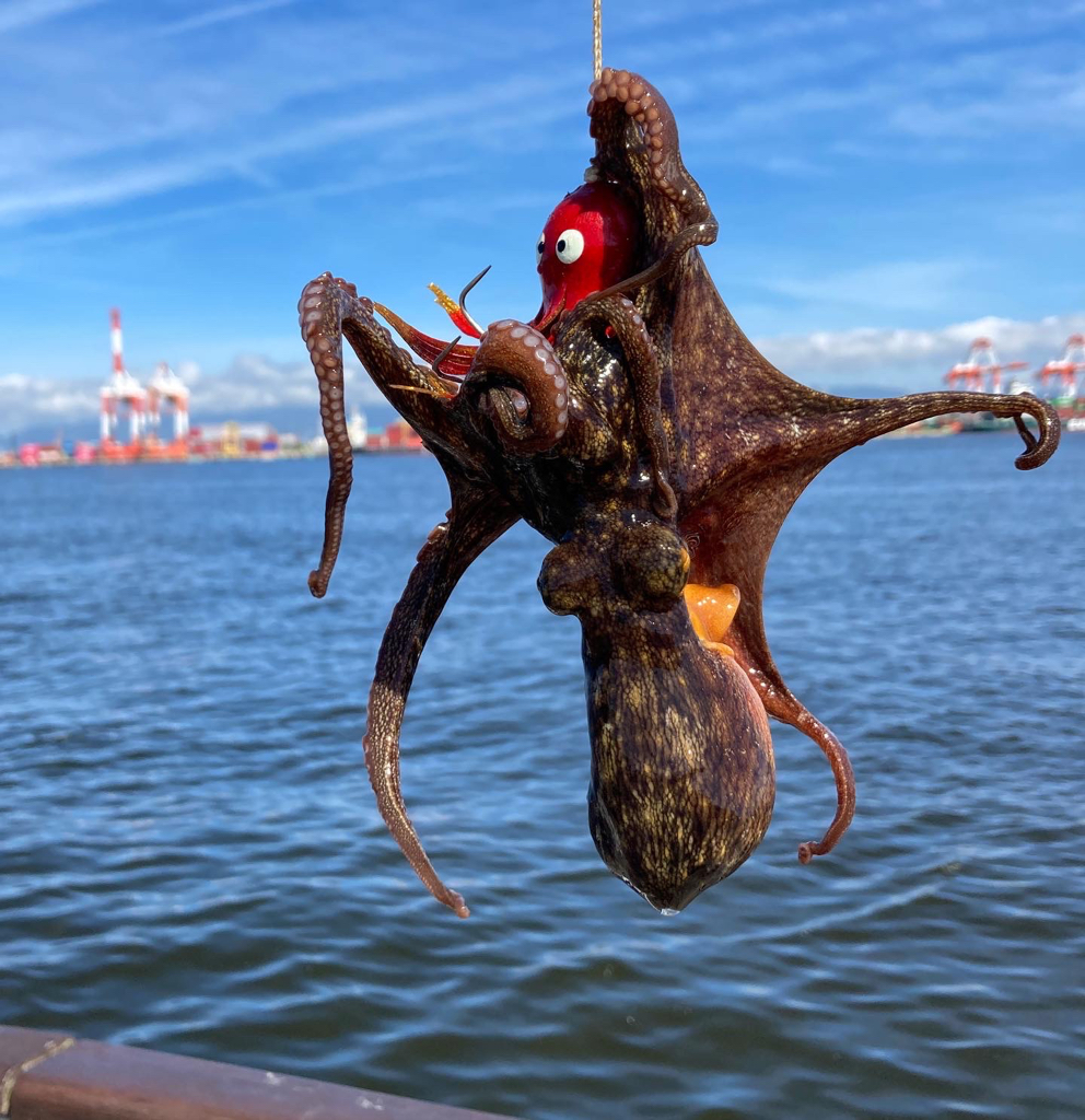 湾奥コスモ蛸ゲーム。何とか2杯。。