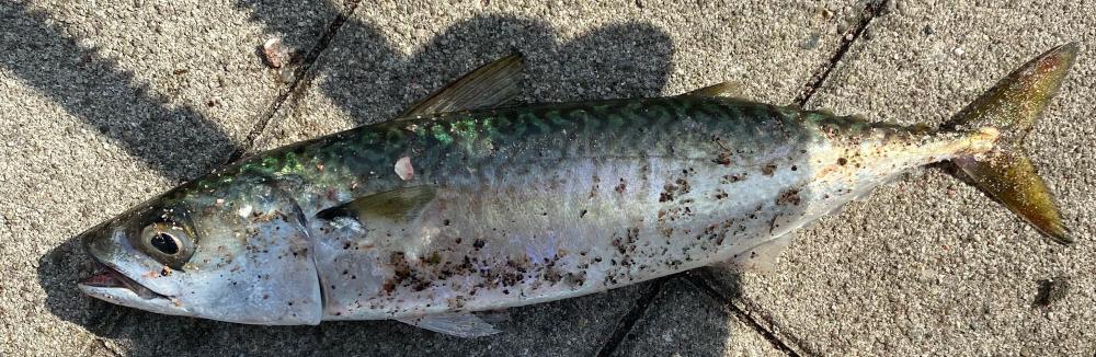 シーサイドコスモの鯖