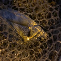 チヌハンターパート43