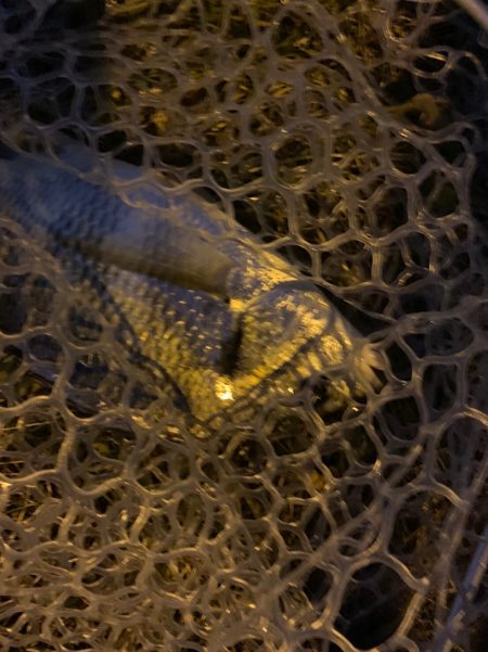 チヌハンターパート43