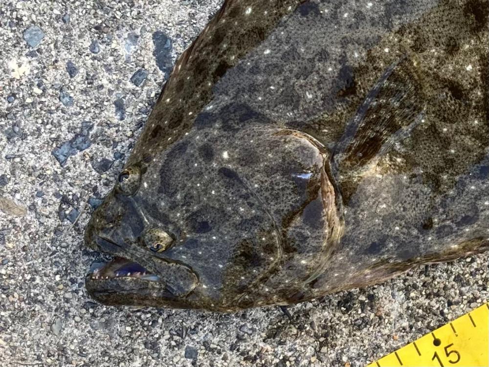 フラットフィッシュ