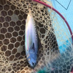 supフィッシング