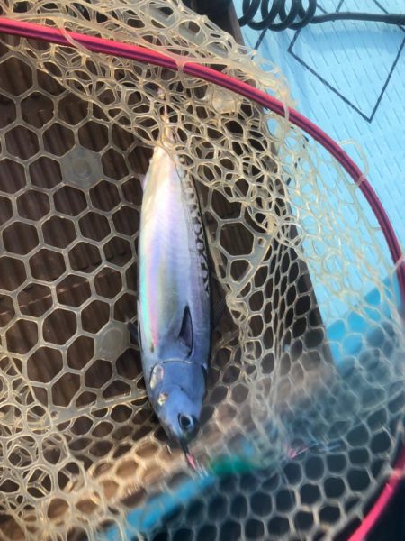 supフィッシング