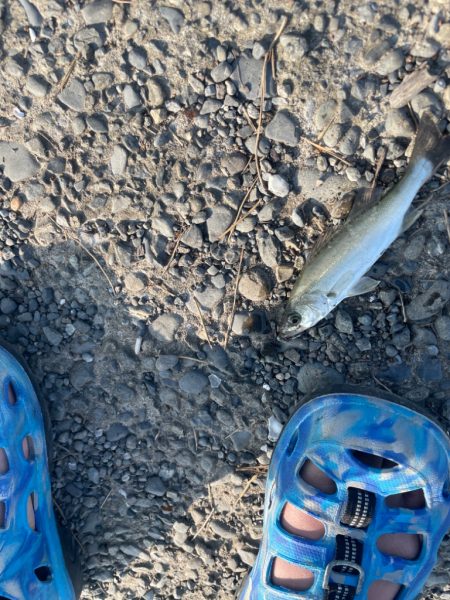 帰省先での釣行