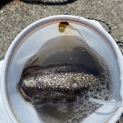 セットアッパーでイカ🦑⁈