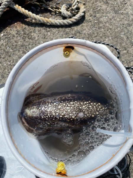 セットアッパーでイカ🦑⁈