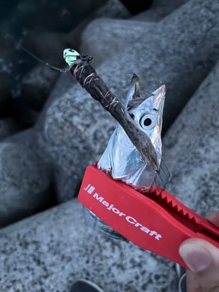 ショアタチウオテンヤ