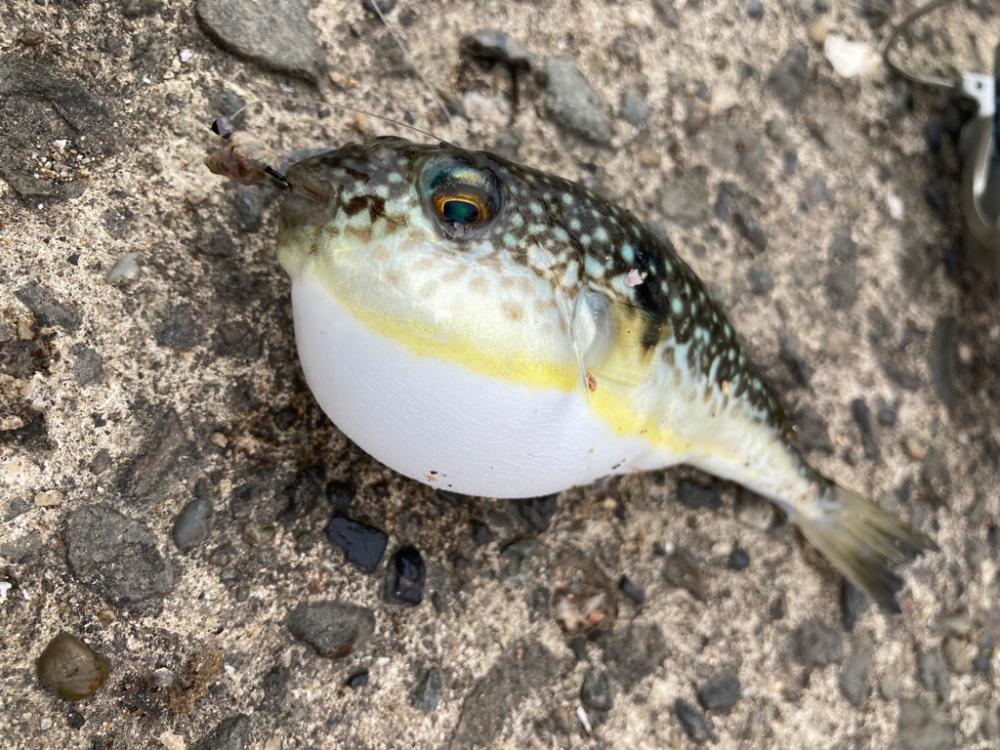 なかなか釣れない！