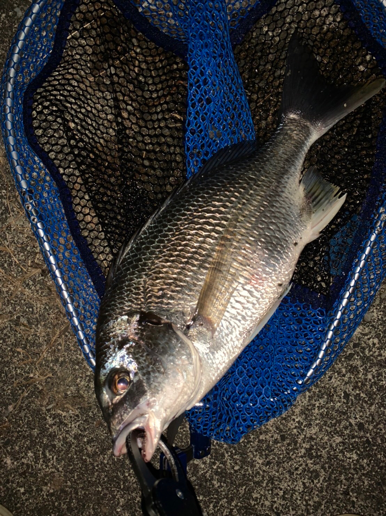 チヌハンターパート28