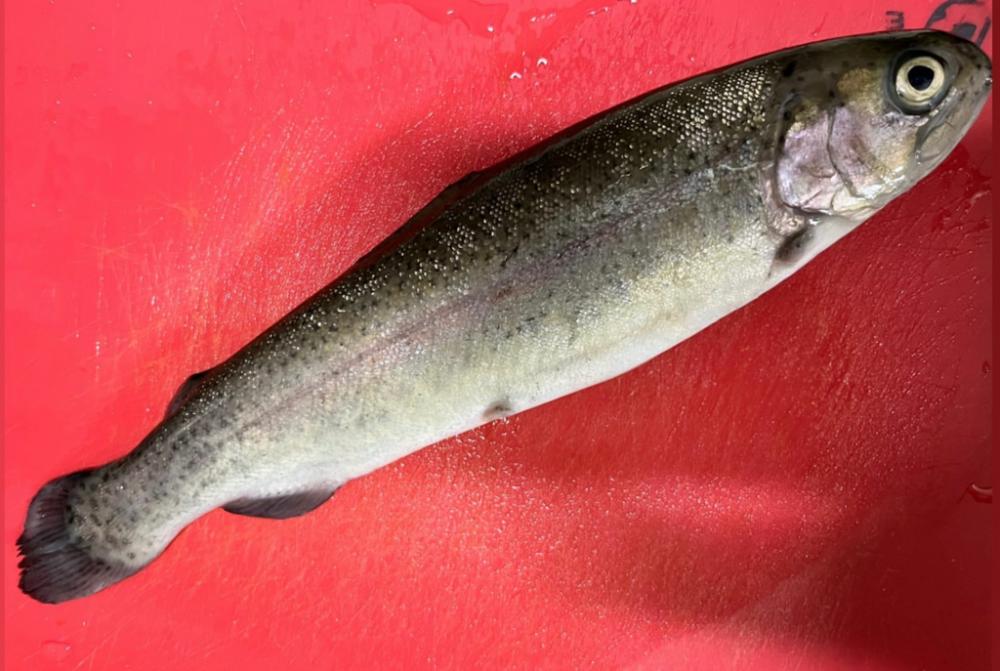 木郷滝自然つりセンター