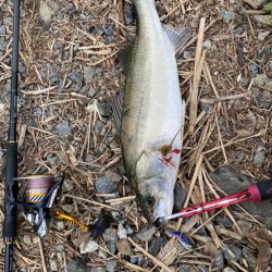 リバーシーバス