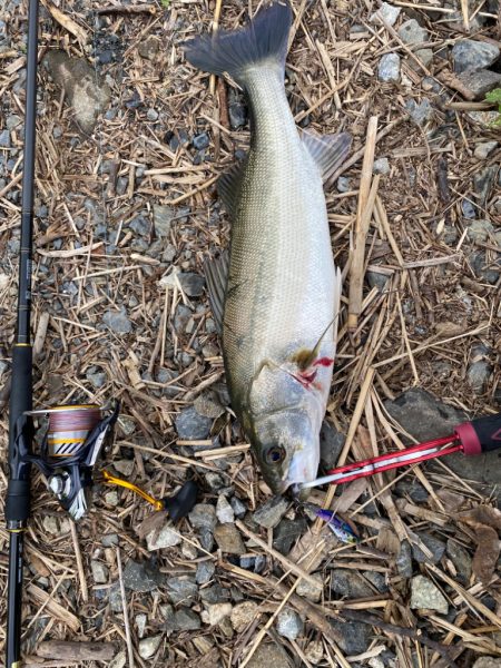 リバーシーバス