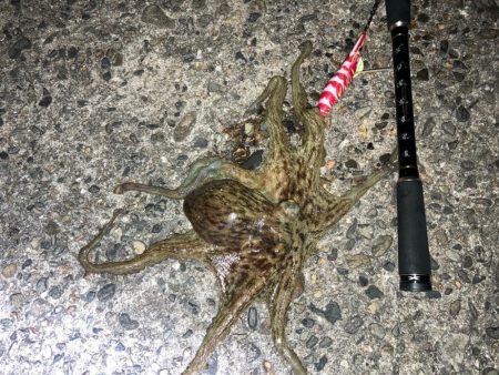 【タコング】夜タコ