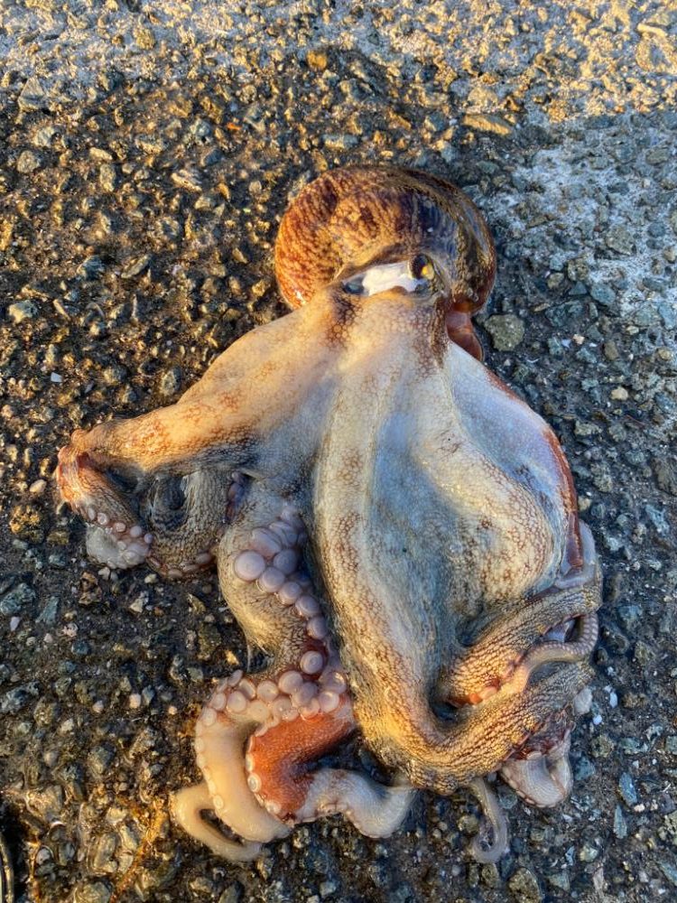 まだまだタコ！