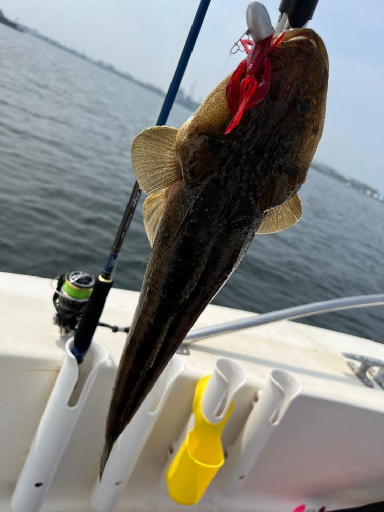 東京湾、マゴチルアー