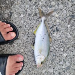 エギングからのSLJ