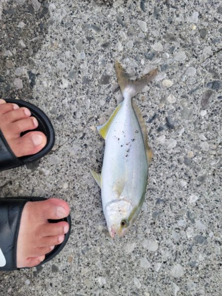 エギングからのSLJ