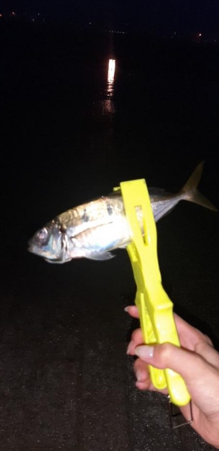 南港で真あじ釣れました！✌&…