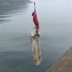 アオリイカ新子