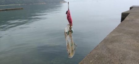 アオリイカ新子