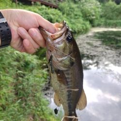 朝のパンチショット