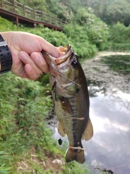 朝のパンチショット