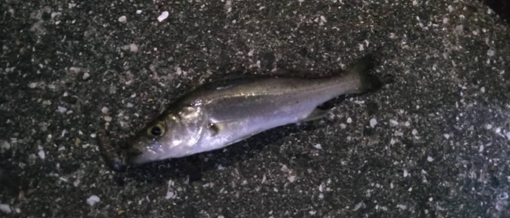雨の日の釣果は渋い