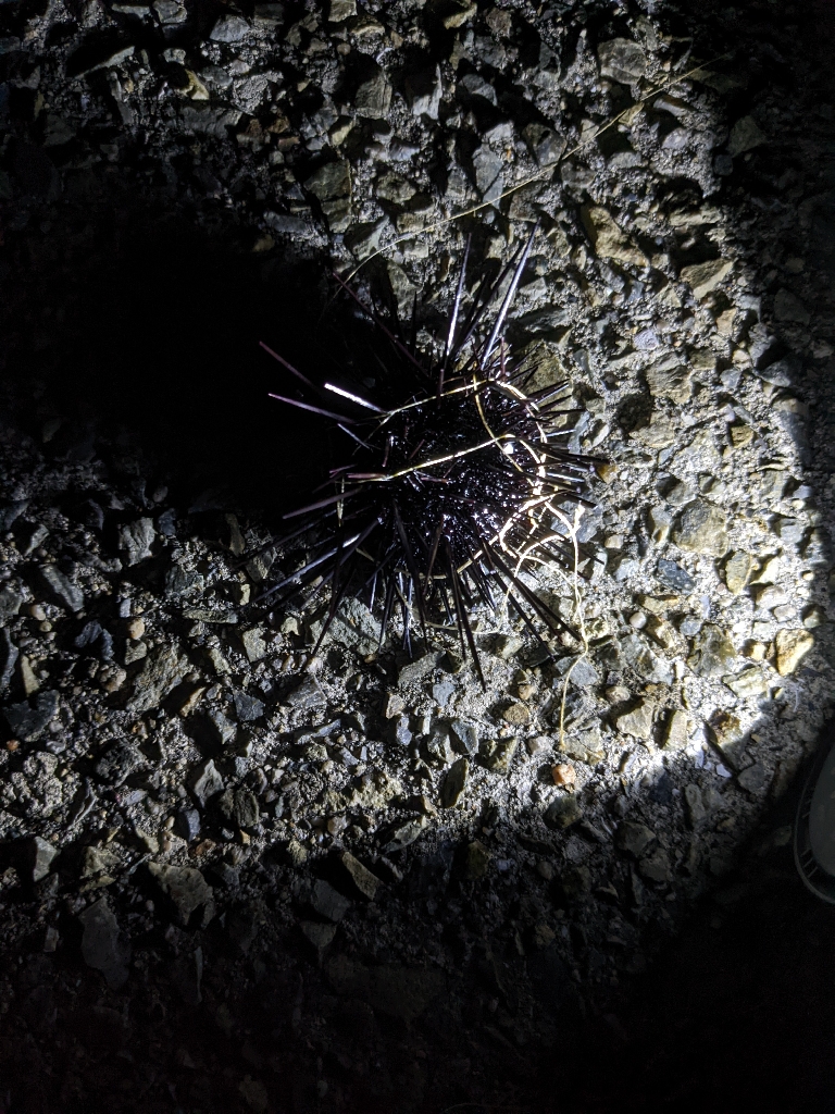 今季5、6杯目🐙🐙!!