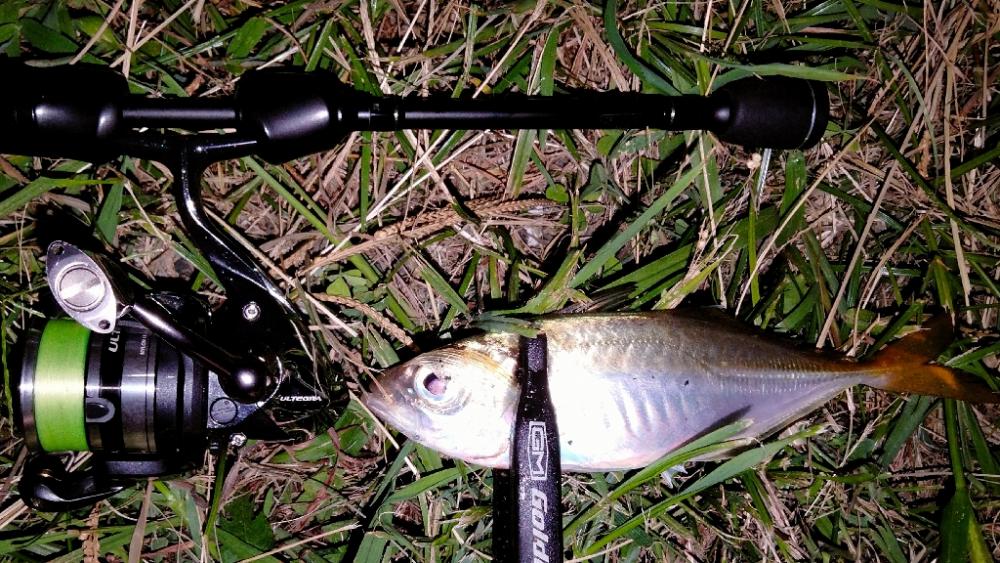 滑り込みアジング