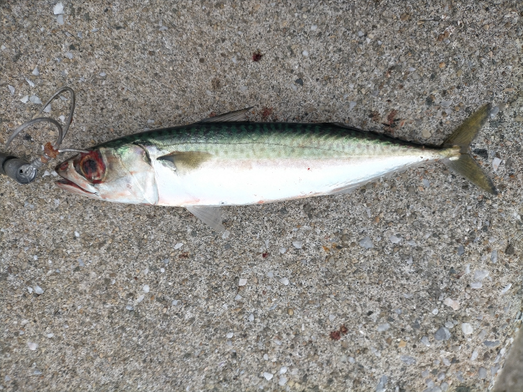 エギングするつもりでしたが…