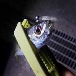 猫って怖い(　ＴДＴ)