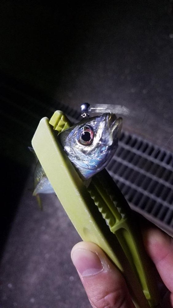 猫って怖い( TДT)