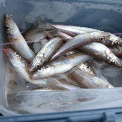 遠投デビュー〜チョイ投げとの使い分け〜