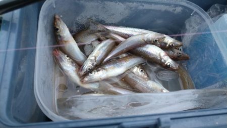 遠投デビュー〜チョイ投げとの使い分け〜