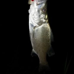 日高川～有田川ランガン