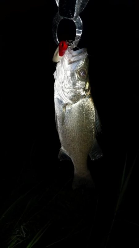 日高川～有田川ランガン