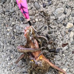 オクトパッシング 22