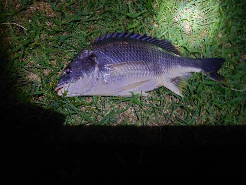 何とかチヌ2匹、シーバスはいつものバラシ（泣）