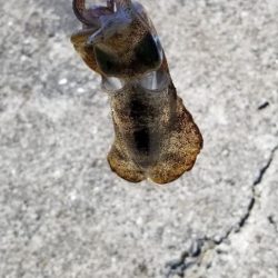 エギングには早すぎた