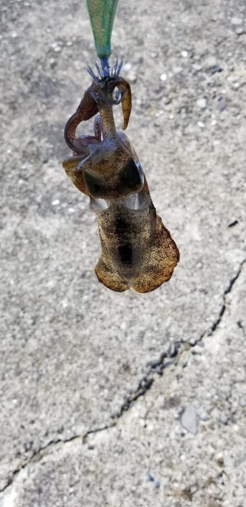 エギングには早すぎた