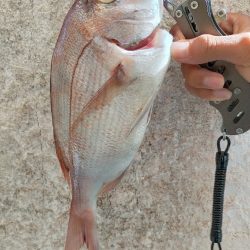 ショアからマダイ!?