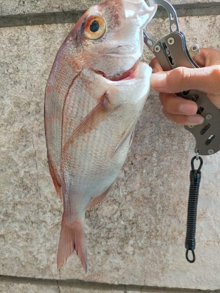 ショアからマダイ!?