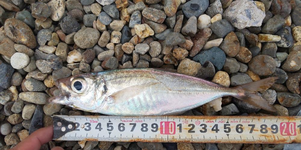 夜釣りがしたくて