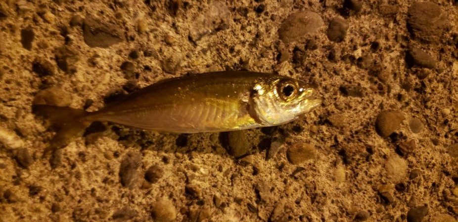 アジ探し@熊野周辺