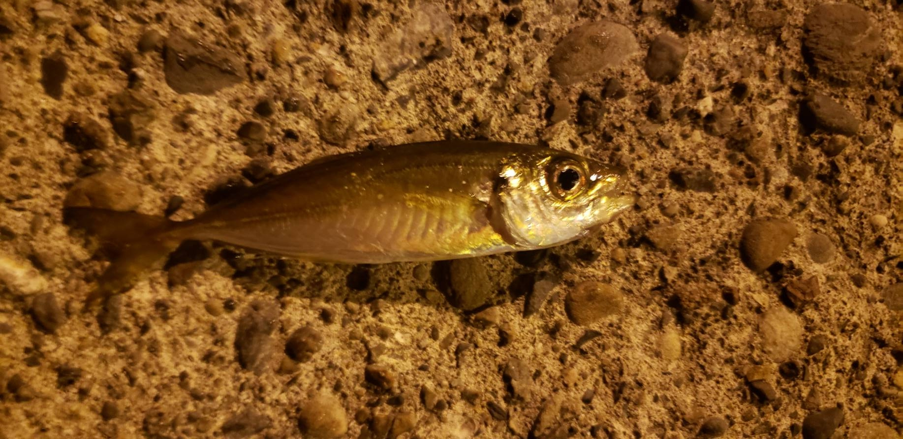 アジ探し@熊野周辺